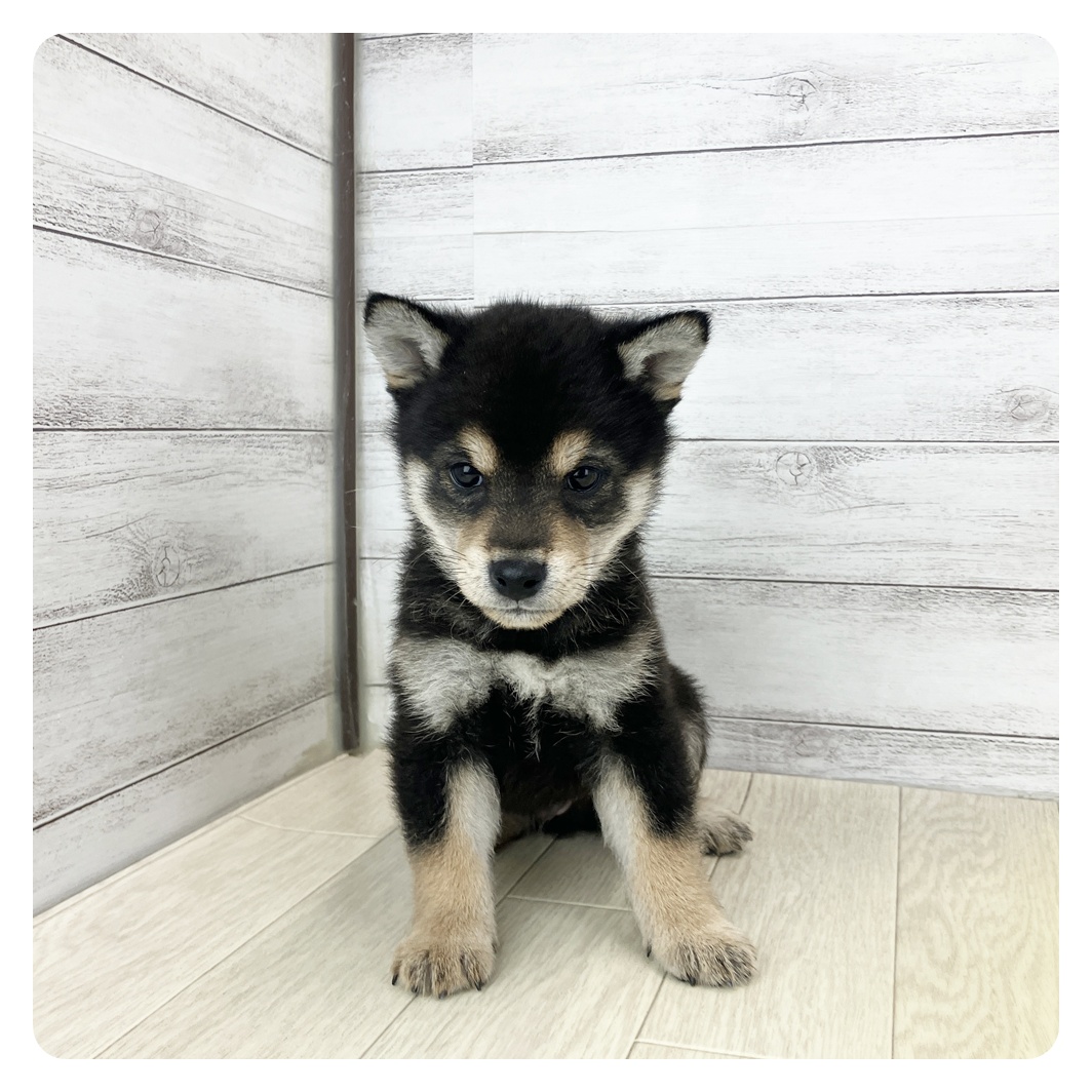 愛知県の豆柴 (犬の家＆猫の里春日井本店/2025年8月1日生まれ/男の子/黒)の子犬