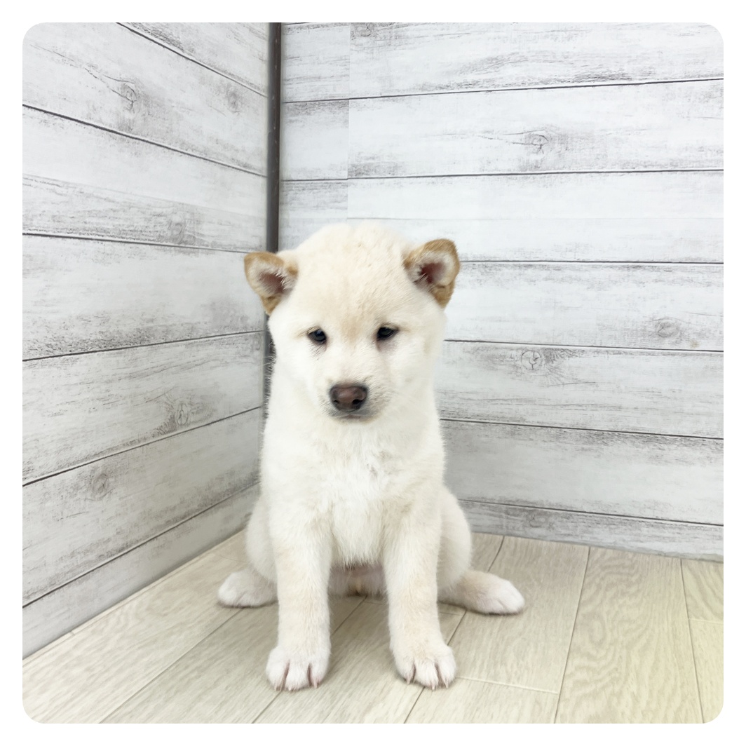 愛知県の豆柴 (犬の家＆猫の里MEGAドン・キホーテ東海名和店/2025年8月3日生まれ/男の子/白)の子犬