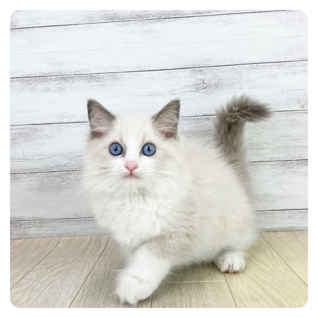 京都府のラグドール (犬の家＆猫の里京都樟葉店/2025年8月2日生まれ/女の子/ブルーポイントバイカラー)の子猫