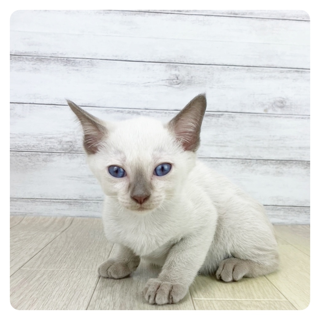 愛知県のトンキニーズ (犬の家＆猫の里春日井本店/2025年8月2日生まれ/男の子/プラチナミンク)の子猫