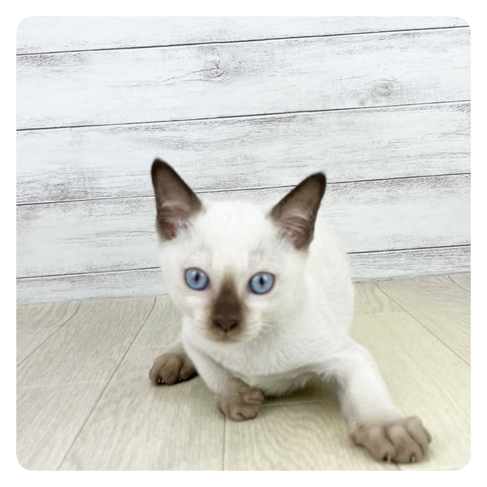 愛知県のトンキニーズ (犬の家＆猫の里春日井本店/2025年8月2日生まれ/男の子/シャンパンポイント)の子猫