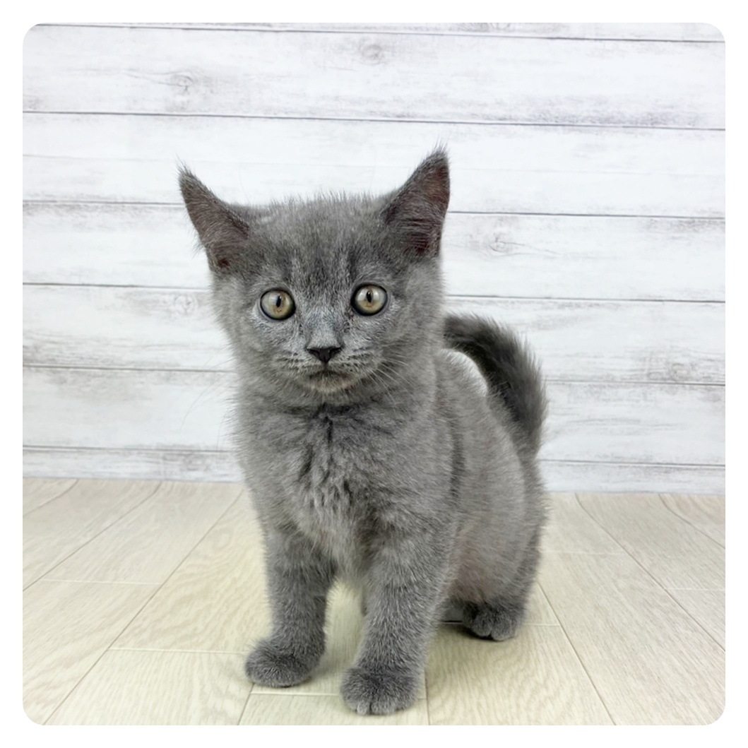 愛知県のセルカークレックス (犬の家＆猫の里春日井本店/2025年7月25日生まれ/男の子/ブルー)の子猫