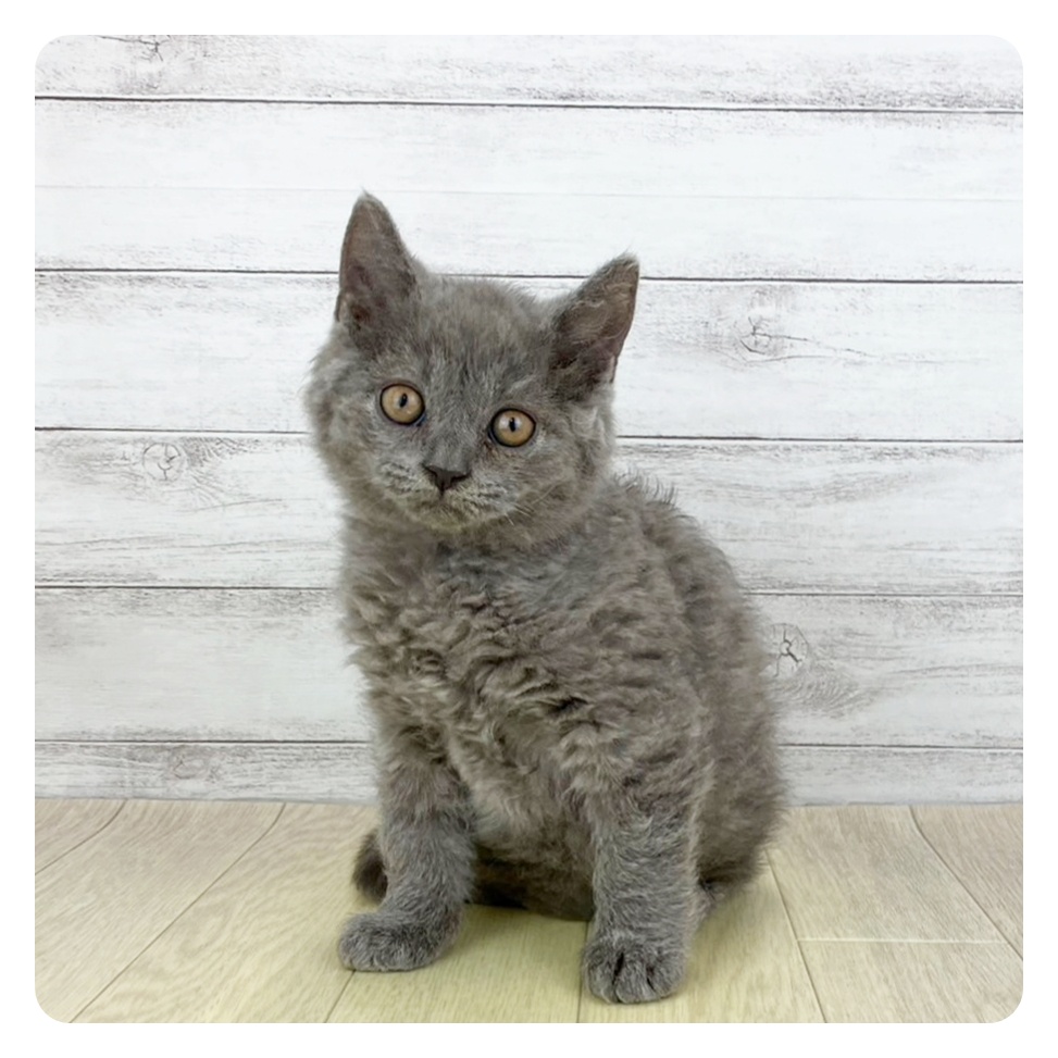 愛知県のセルカークレックス (犬の家＆猫の里春日井本店/2025年7月25日生まれ/男の子/ブルー)の子猫