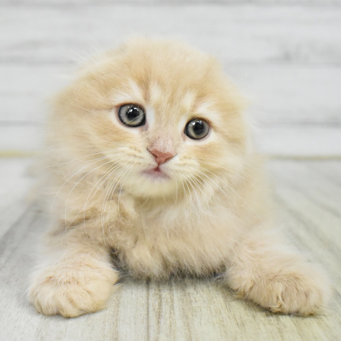 愛知県のスコティッシュフォールド (犬の家＆猫の里岡崎店/2025年8月1日生まれ/男の子/クリーム)の子猫