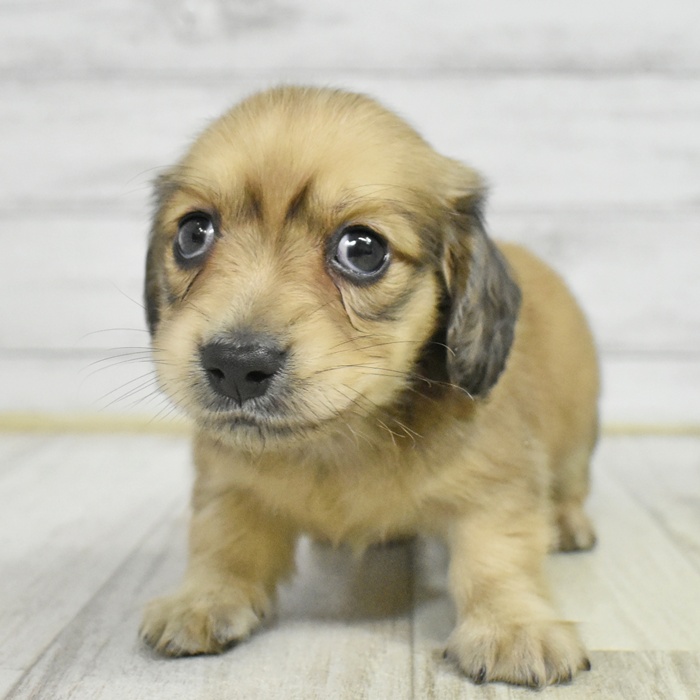 千葉県のミニチュアダックスフンド(ロング) (犬の家＆猫の里BIGHOPガーデンモール印西店/2025年8月2日生まれ/男の子/レッド)の子犬