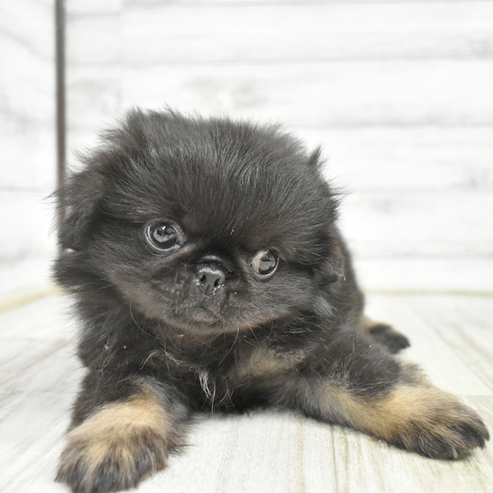 長野県のペキニーズ (犬の家＆猫の里塩尻店/2025年8月4日生まれ/男の子/ブラックタン)の子犬