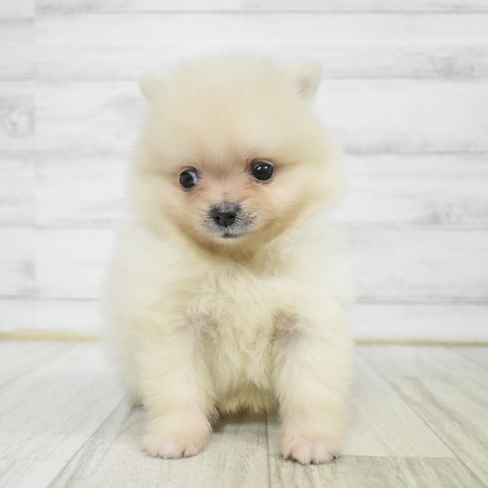 愛知県のポメラニアン (犬の家＆猫の里岡崎店/2025年8月4日生まれ/女の子/クリーム)の子犬