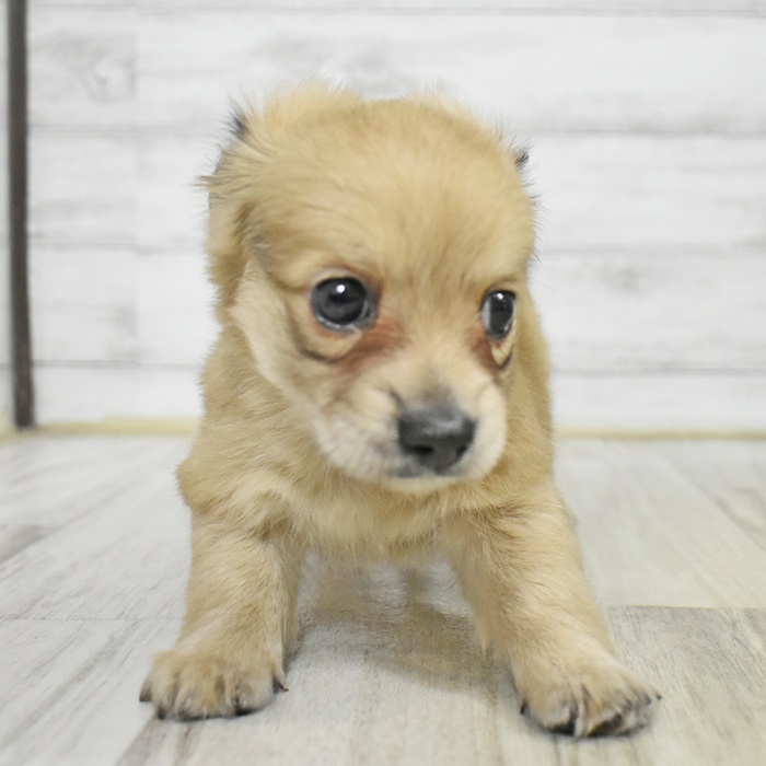 千葉県のチワックス(チワワ×ダックス) (犬の家＆猫の里BIGHOPガーデンモール印西店/2025年8月5日生まれ/女の子/レッド)の子犬