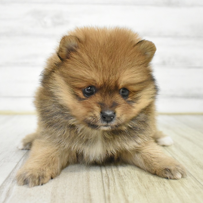 愛知県のポメラニアン (犬の家＆猫の里豊田店/2025年8月3日生まれ/女の子/オレンジ)の子犬