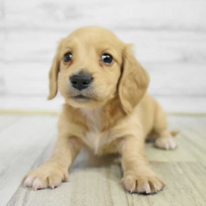 福岡県のミニチュアダックスフンド(ロング) (犬の家＆猫の里トリアス久山店/2025年8月4日生まれ/男の子/イエロー)の子犬