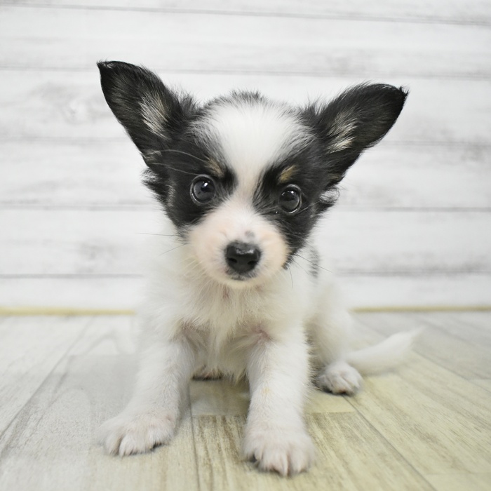 愛知県のパピヨン (犬の家＆猫の里春日井本店/2025年8月3日生まれ/男の子/トライカラー)の子犬