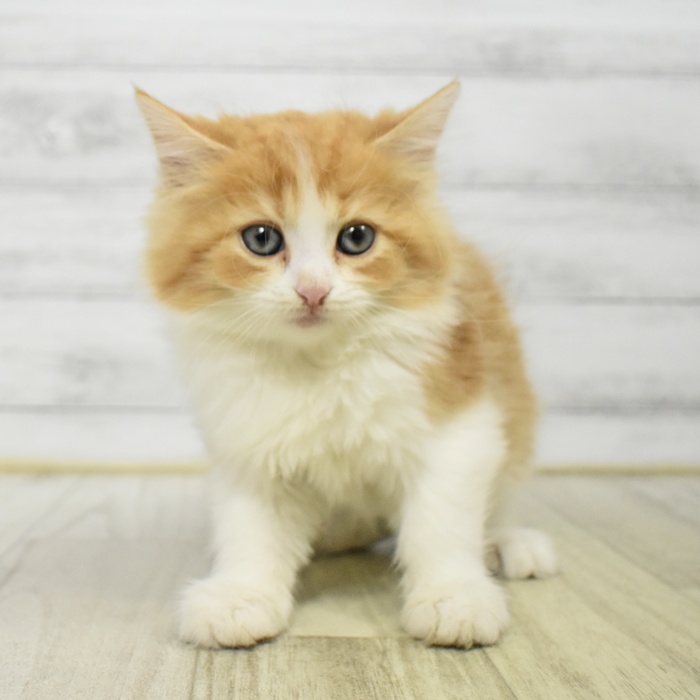 千葉県のサイベリアン (犬の家＆猫の里BIGHOPガーデンモール印西店/2025年8月1日生まれ/女の子/レッドタビーホワイト)の子猫