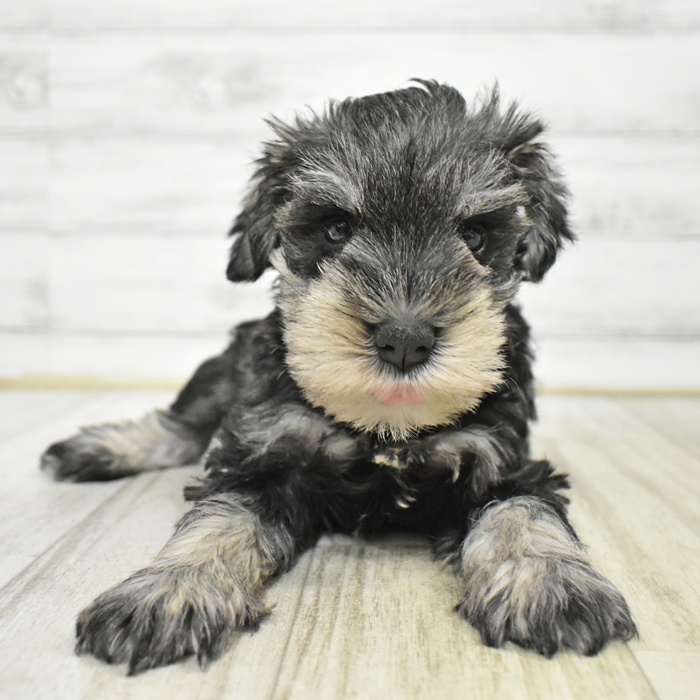 千葉県のミニチュアシュナウザー (犬の家＆猫の里ワンズモール稲毛店/2025年8月3日生まれ/男の子/ソルトペッパー)の子犬