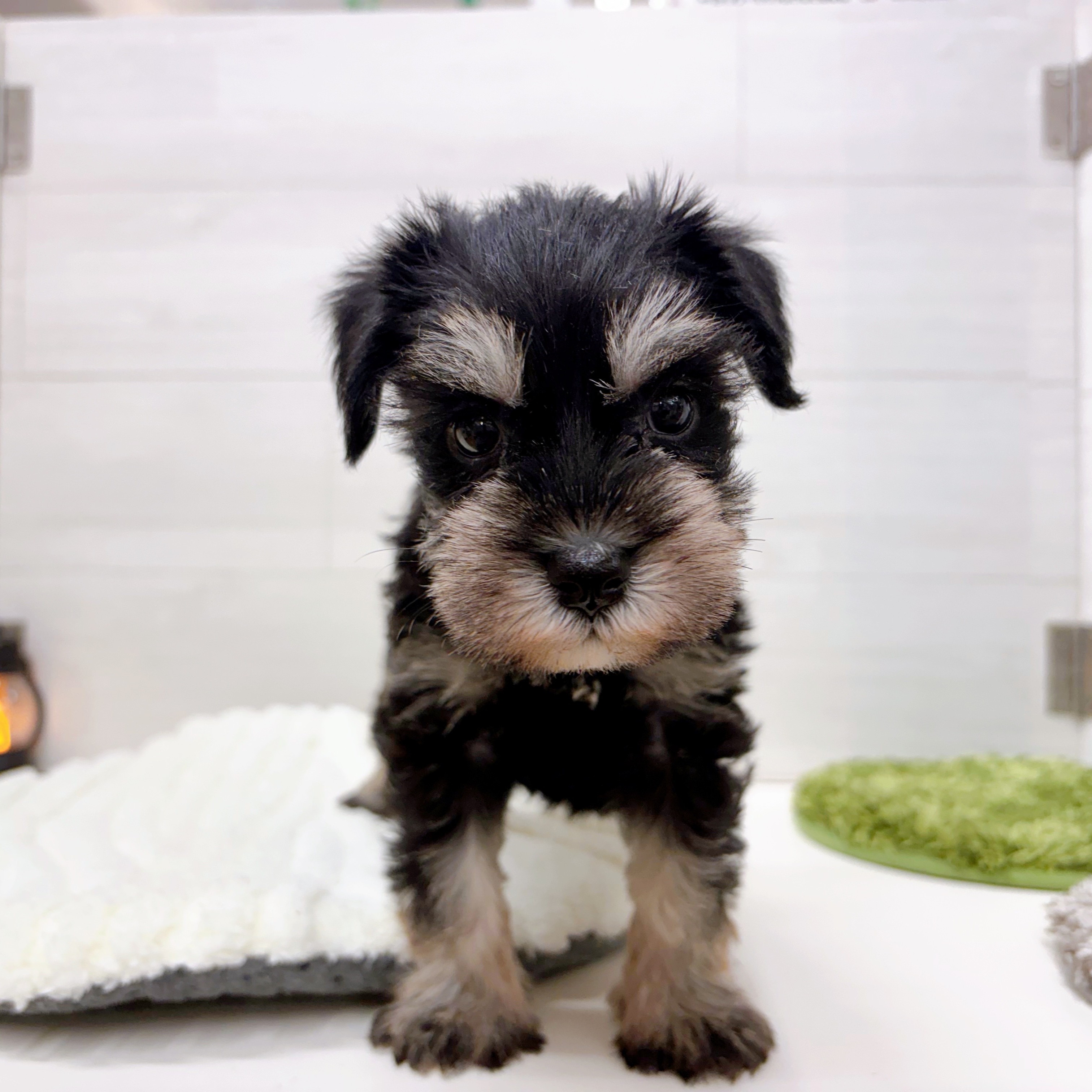 石川県のミニチュアシュナウザー (犬の家＆猫の里アミーゴ金沢おこばた店/2025年8月5日生まれ/女の子/ブラックシルバー)の子犬