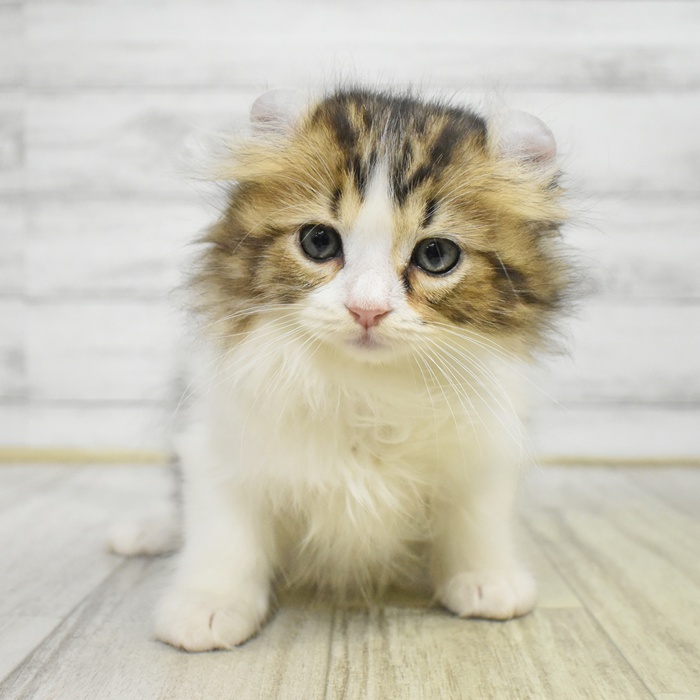 千葉県のアメリカンカール (犬の家＆猫の里BIGHOPガーデンモール印西店/2025年7月30日生まれ/男の子/ブラウンタビーホワイト)の子猫