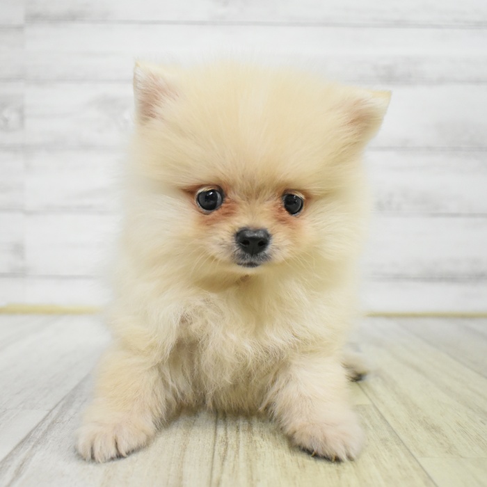 愛知県のポメラニアン (犬の家＆猫の里豊田店/2025年8月2日生まれ/男の子/クリーム)の子犬