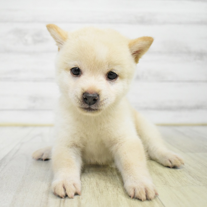 福岡県の豆柴 (犬の家＆猫の里トリアス久山店/2025年8月5日生まれ/男の子/白)の子犬