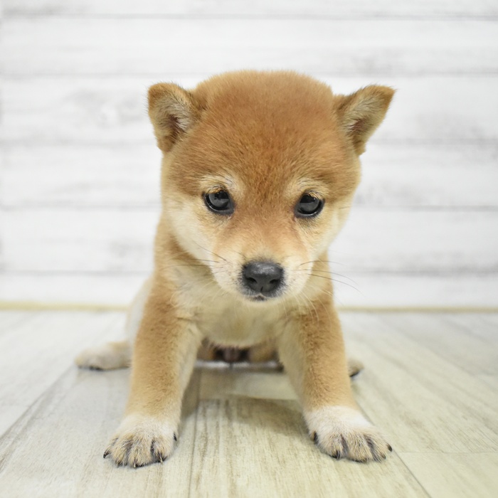 長野県の豆柴 (犬の家＆猫の里長野店/2025年8月5日生まれ/女の子/赤)の子犬の2枚目の画像