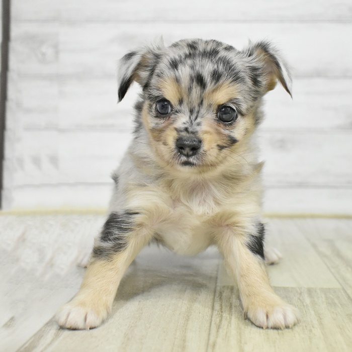 東京都のチワワ(ロング) (犬の家＆猫の里新宿店/2025年8月5日生まれ/男の子/ブルーマール)の子犬