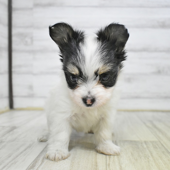 神奈川県のハーフ犬・ミックス犬 (犬の家＆猫の里モザイクモール港北店/2025年8月3日生まれ/女の子/トライカラー)の子犬