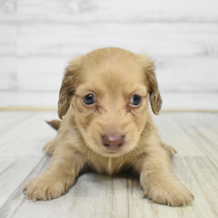 神奈川県のミニチュアダックスフンド(ロング) (犬の家＆猫の里モザイクモール港北店/2025年8月3日生まれ/男の子/イエロー)の子犬