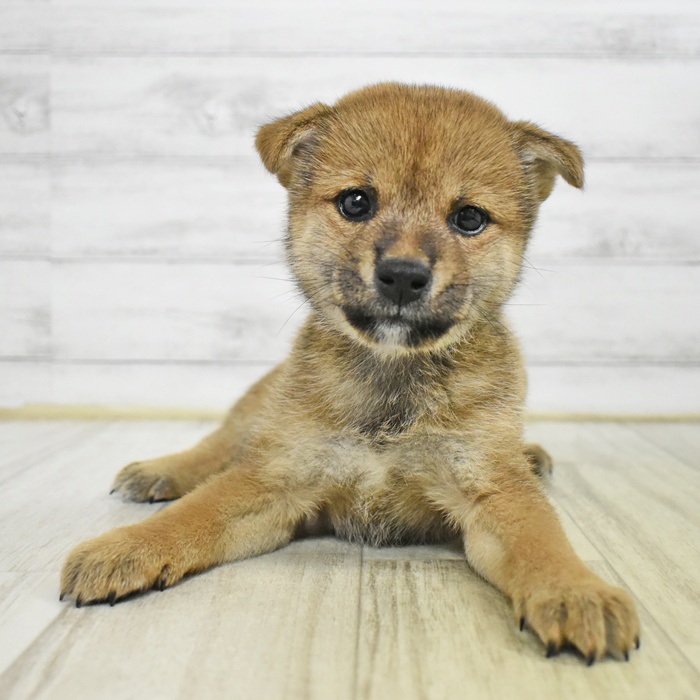 福井県の柴犬(標準サイズ) (犬の家＆猫の里福井店/2025年8月2日生まれ/女の子/赤)の子犬