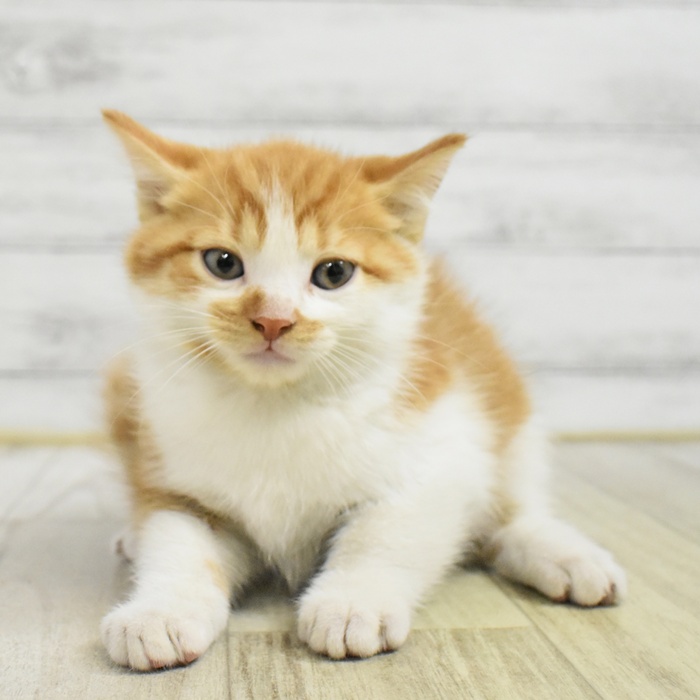 千葉県のマンチカン (犬の家＆猫の里BIGHOPガーデンモール印西店/2025年8月2日生まれ/男の子/レッドタビーホワイト)の子猫