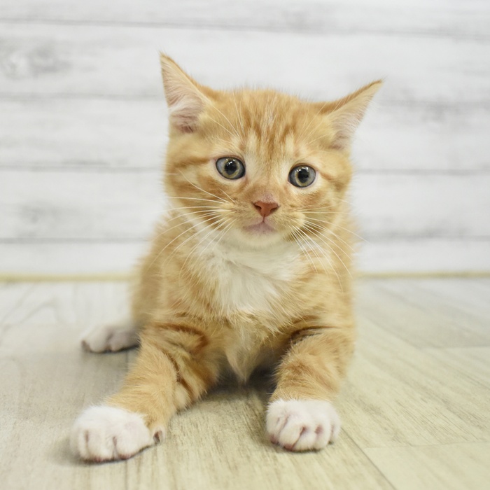 静岡県のマンチカン (犬の家＆猫の里藤枝店/2025年8月2日生まれ/男の子/レッドタビーホワイト)の子猫
