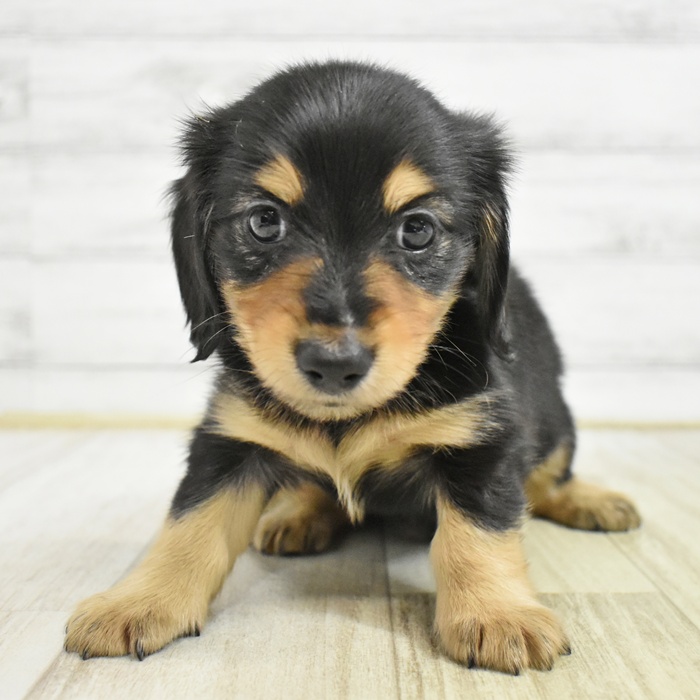 静岡県のミニチュアダックスフンド(ロング) (犬の家＆猫の里富士店/2025年8月4日生まれ/男の子/ブラックタン)の子犬