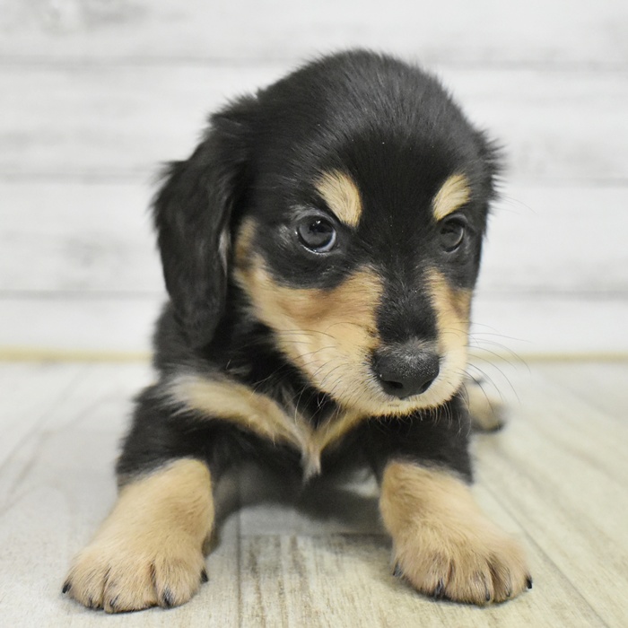 静岡県のミニチュアダックスフンド(ロング) (犬の家＆猫の里マークイズ静岡店/2025年8月4日生まれ/男の子/ブラックイエロー)の子犬