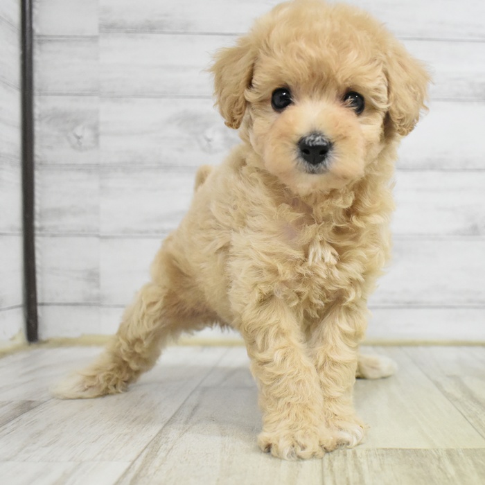 千葉県のビションプー(ビションフリーゼ×プードル) (犬の家＆猫の里ワンズモール稲毛店/2025年8月4日生まれ/女の子/アプリコット)の子犬