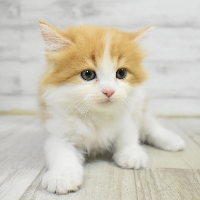 神奈川県のサイベリアン (犬の家＆猫の里小田原店/2025年8月2日生まれ/男の子/レッドタビーホワイト)の子猫