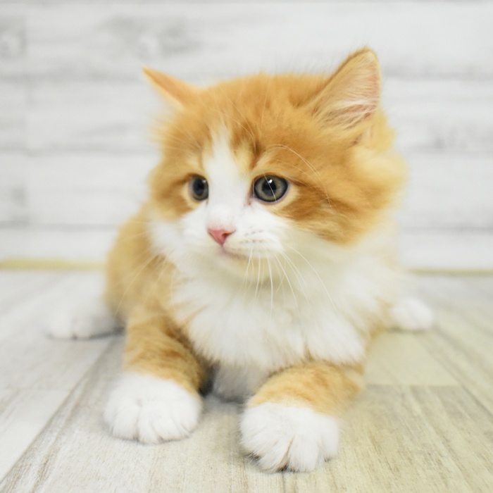 神奈川県のサイベリアン (犬の家＆猫の里モザイクモール港北店/2025年8月2日生まれ/男の子/レッドタビーホワイト)の子猫