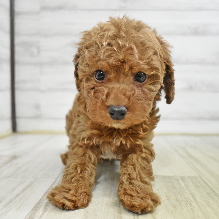 愛知県のトイプードル(トイ) (犬の家＆猫の里豊田店/2025年8月4日生まれ/男の子/アプリコット)の子犬