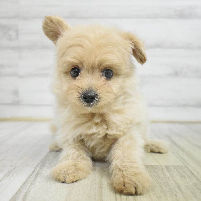 愛知県のポメプー(ポメラニアン×プードル) (犬の家＆猫の里豊川インター店/2025年8月5日生まれ/女の子/クリーム)の子犬