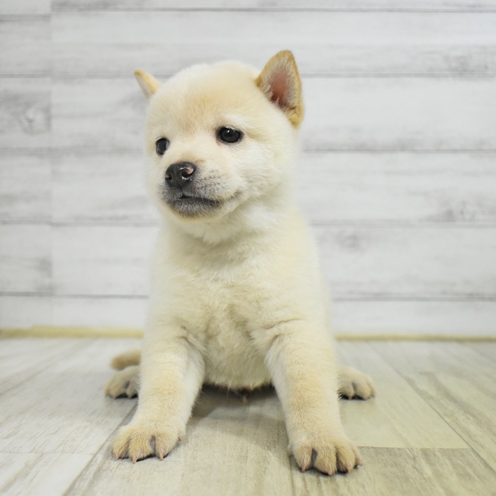 神奈川県の豆柴 (犬の家＆猫の里モザイクモール港北店/2025年8月3日生まれ/男の子/白)の子犬