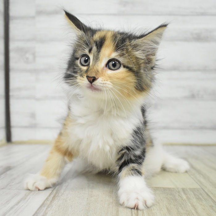神奈川県のノルウェージャンフォレストキャット (犬の家＆猫の里相模原店/2025年8月2日生まれ/女の子/キャリコ)の子猫