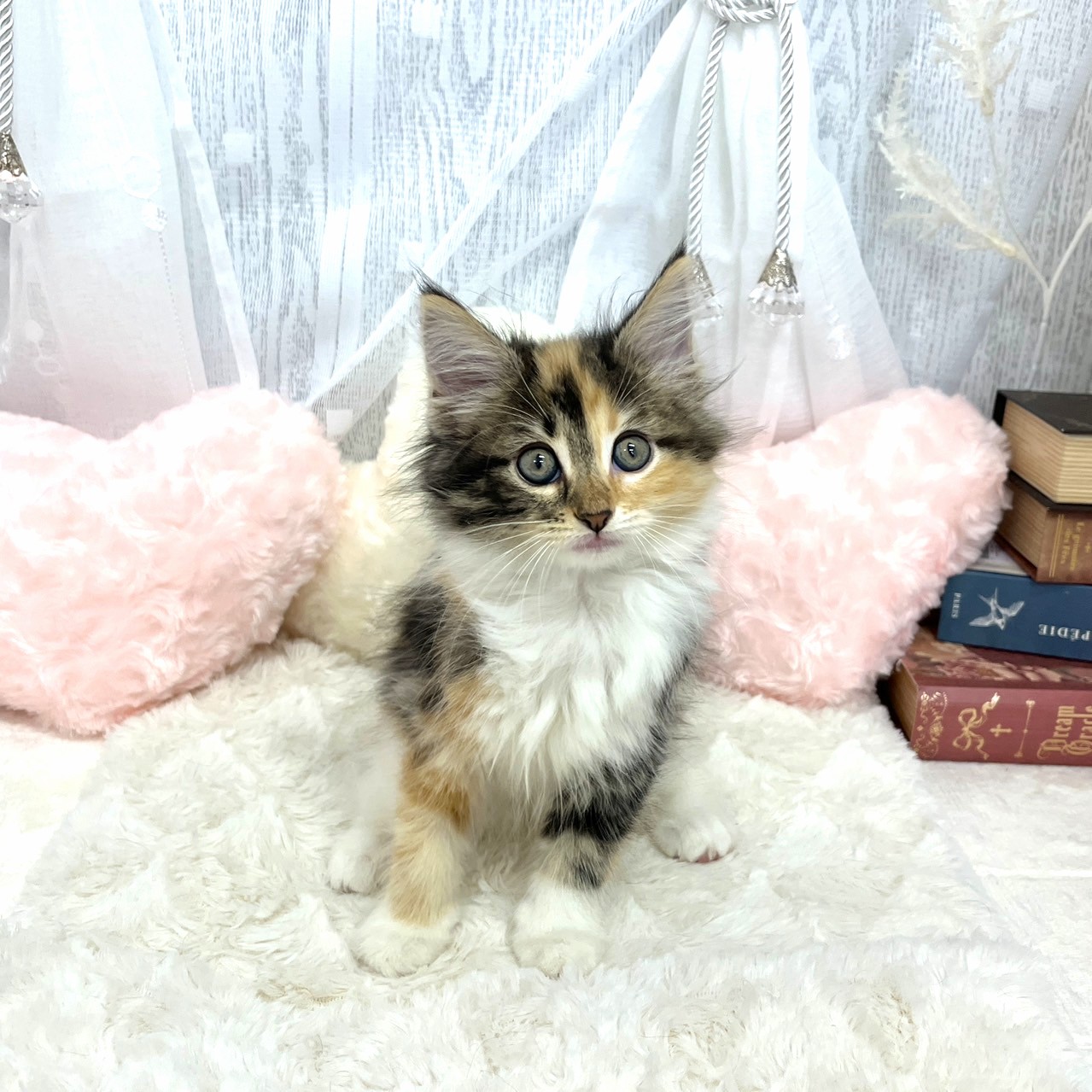 神奈川県のノルウェージャンフォレストキャット (犬の家＆猫の里相模原店/2025年8月2日生まれ/女の子/キャリコ)の子猫