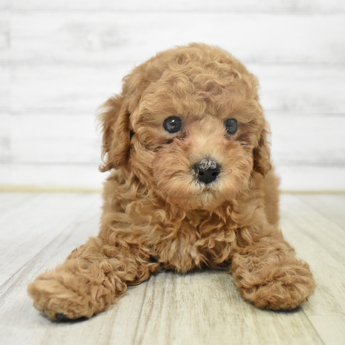 富山県のトイプードル(トイ) (犬の家＆猫の里アミーゴ山室店/2025年8月1日生まれ/男の子/オレンジフォーン)の子犬