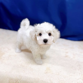愛知県のビションフリーゼ (犬の家＆猫の里一宮店/2025年8月5日生まれ/男の子/ホワイト)の子犬の1枚目の画像