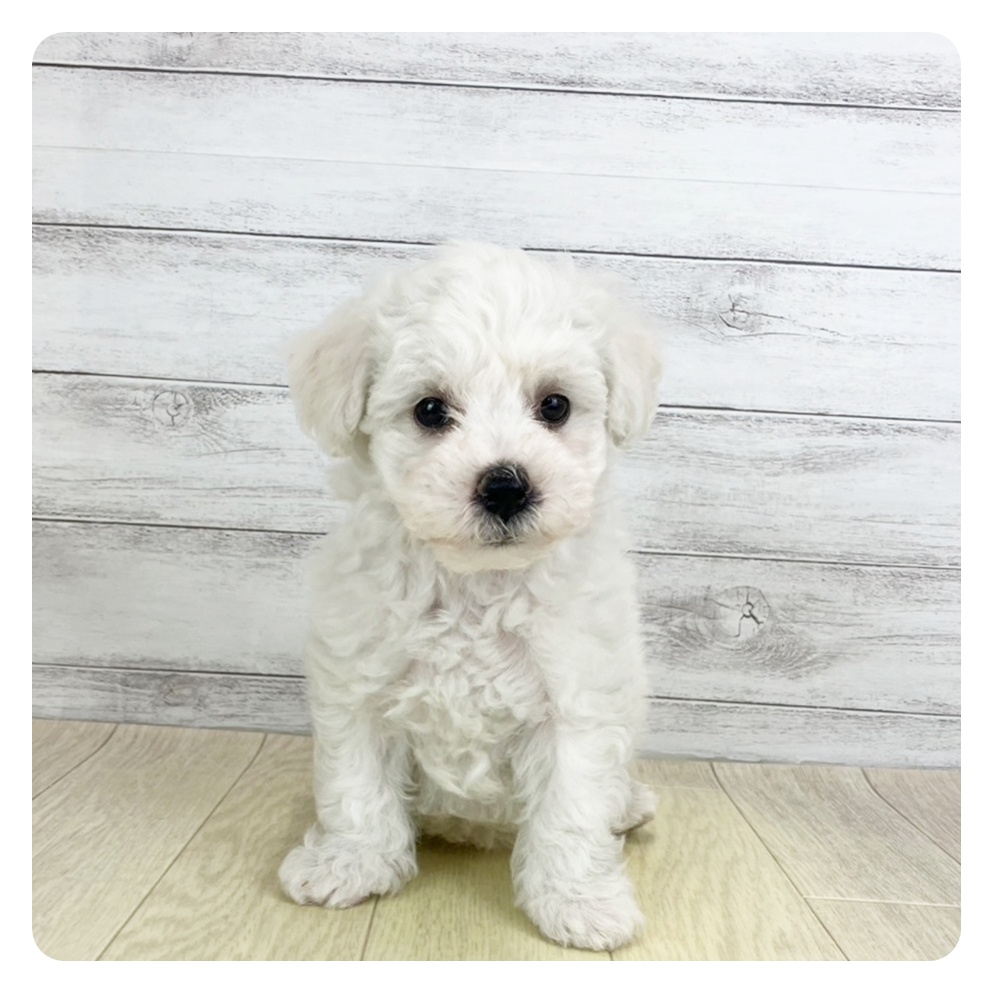 愛知県のビションフリーゼ (犬の家＆猫の里春日井本店/2025年8月5日生まれ/男の子/ホワイト)の子犬