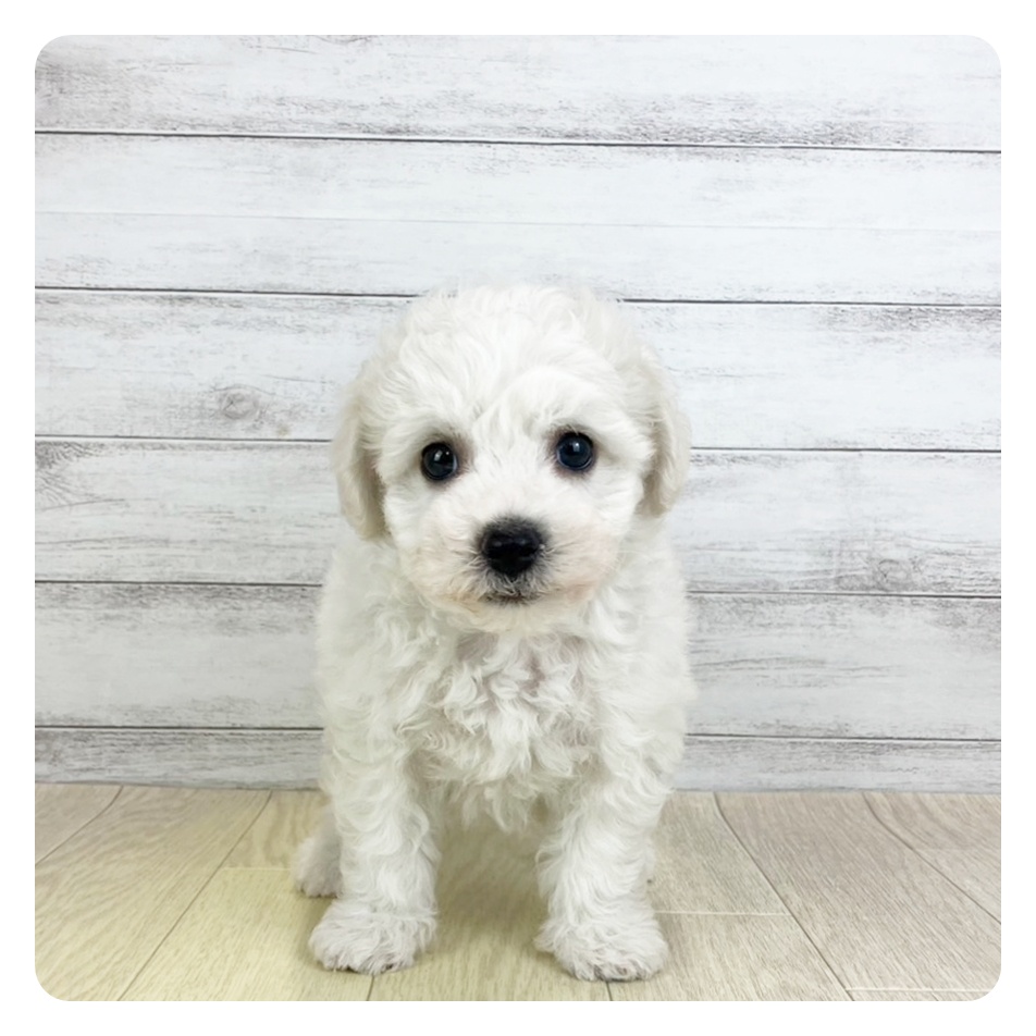 愛知県のビションフリーゼ (犬の家＆猫の里春日井本店/2025年8月5日生まれ/男の子/ホワイト)の子犬