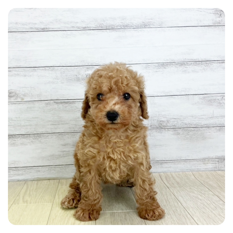愛知県のトイプードル(トイ) (犬の家＆猫の里春日井本店/2025年8月4日生まれ/女の子/アプリコット)の子犬