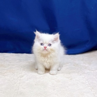 愛知県のエキゾチック (犬の家＆猫の里一宮店/2025年8月5日生まれ/男の子/ホワイトクリーム)の子猫
