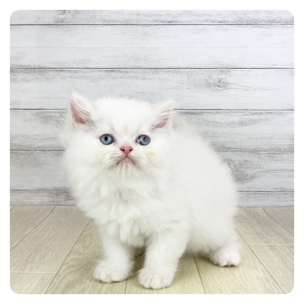 愛知県のエキゾチック (犬の家＆猫の里春日井本店/2025年8月5日生まれ/男の子/ホワイトクリーム)の子猫