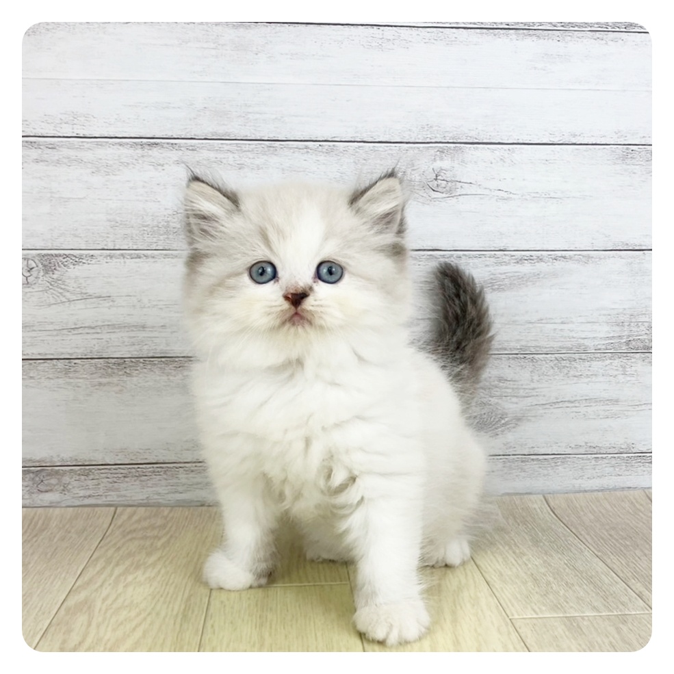 愛知県のエキゾチック (犬の家＆猫の里春日井本店/2025年8月5日生まれ/男の子/シールポイントバイカラー)の子猫