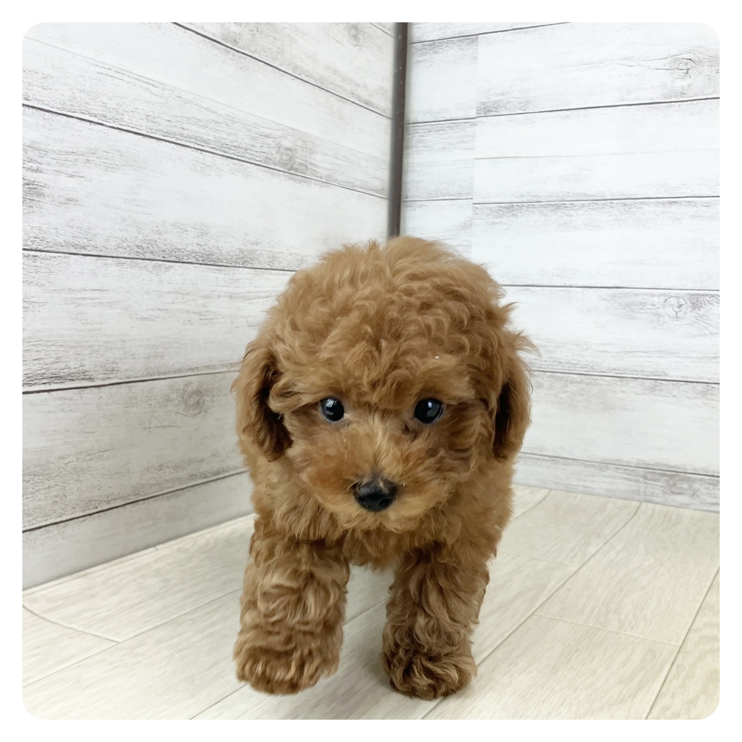 愛知県のトイプードル(トイ) (犬の家＆猫の里春日井本店/2025年8月4日生まれ/男の子/レッドフォーン)の子犬