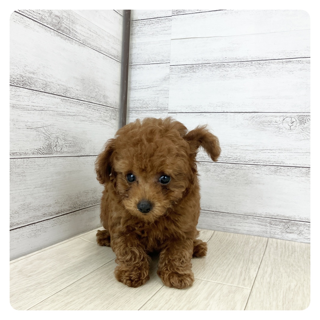 愛知県のトイプードル(トイ) (犬の家＆猫の里春日井本店/2025年8月4日生まれ/男の子/レッドフォーン)の子犬