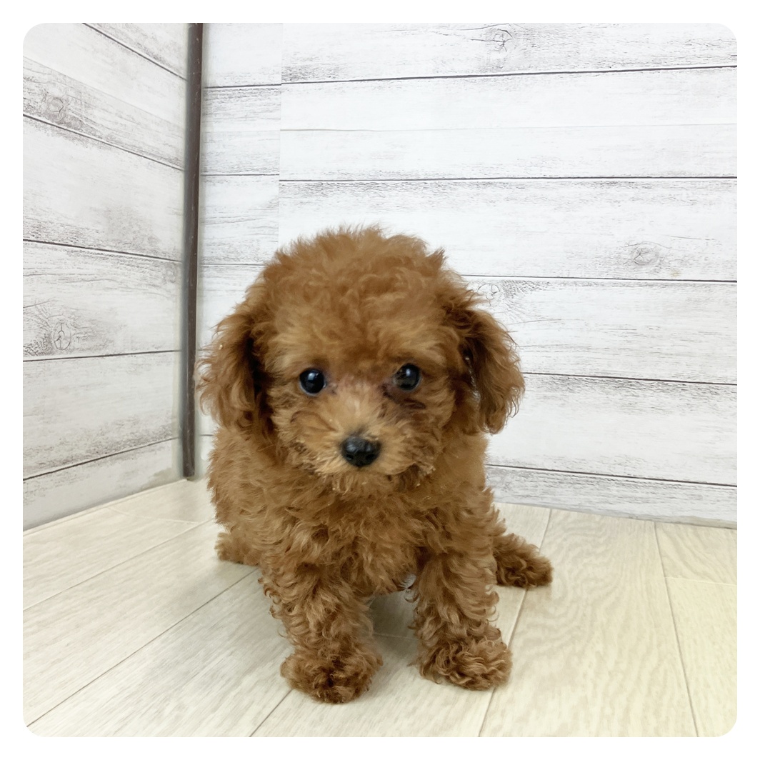 愛知県のトイプードル(トイ) (犬の家＆猫の里春日井本店/2025年8月4日生まれ/男の子/レッドフォーン)の子犬