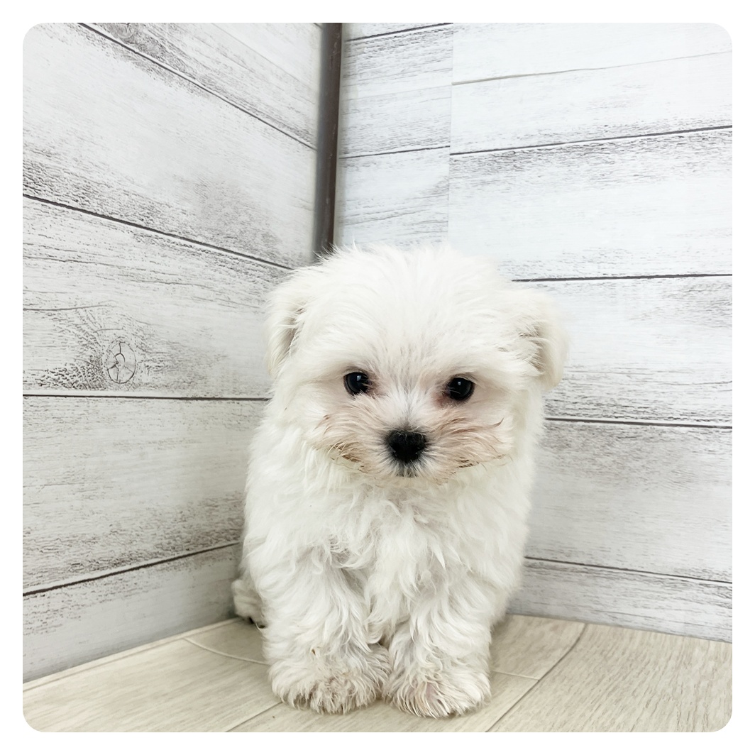愛知県のマルチーズ (犬の家＆猫の里春日井本店/2025年8月6日生まれ/男の子/ホワイト)の子犬